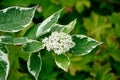 Cornus alba with white and green leaves blossom in spring in the garden